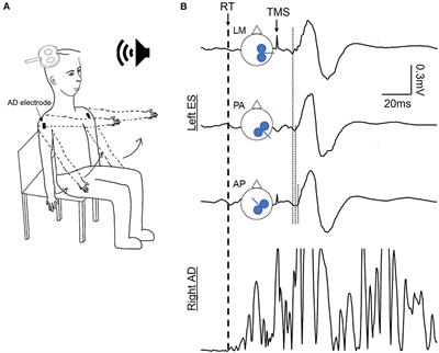 Influence of coil orientation on corticospinal excitability of trunk muscles during postural and volitional tasks in healthy adults